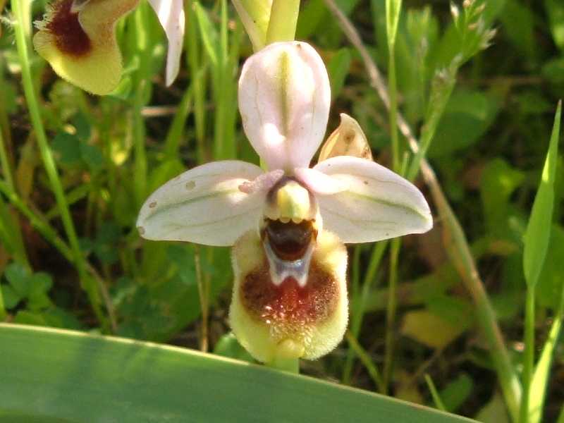 ophrys